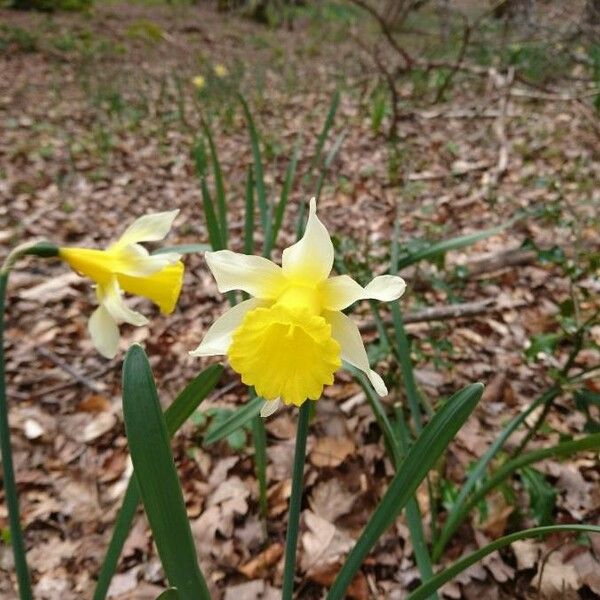 Narcissus pseudonarcissus फूल