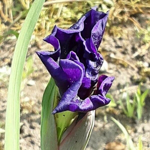 Iris pumila Кветка
