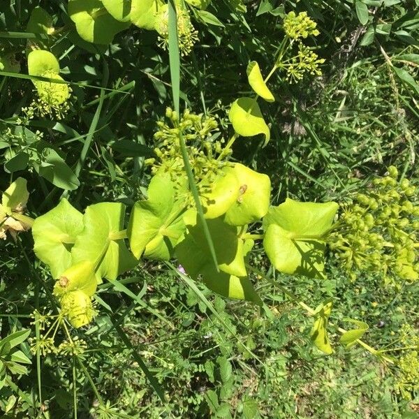 Smyrnium perfoliatum Folha