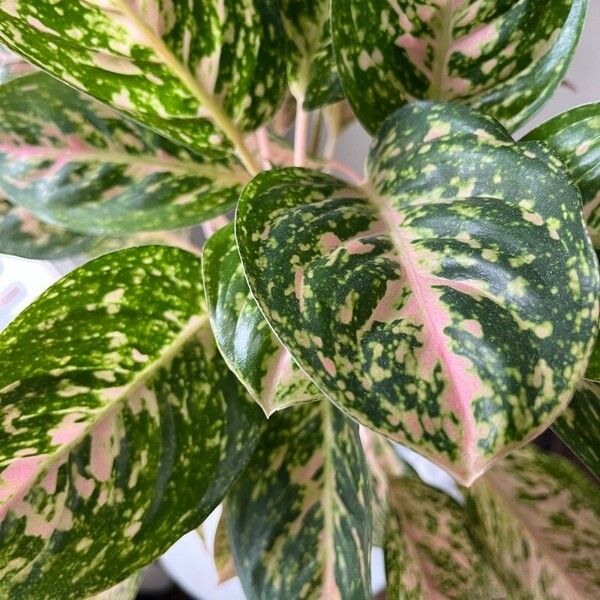 Aglaonema costatum Leaf