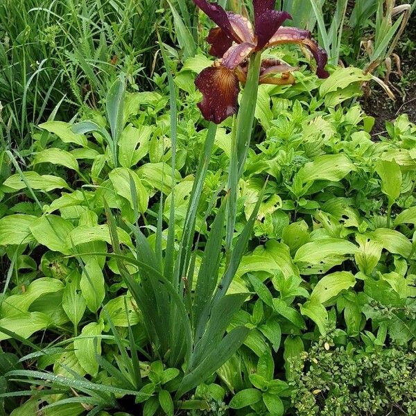 Iris spuria عادت داشتن