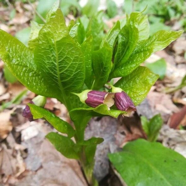 Scopolia carniolica Floare