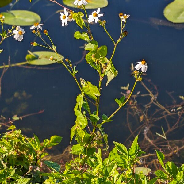 Bidens alba Flower