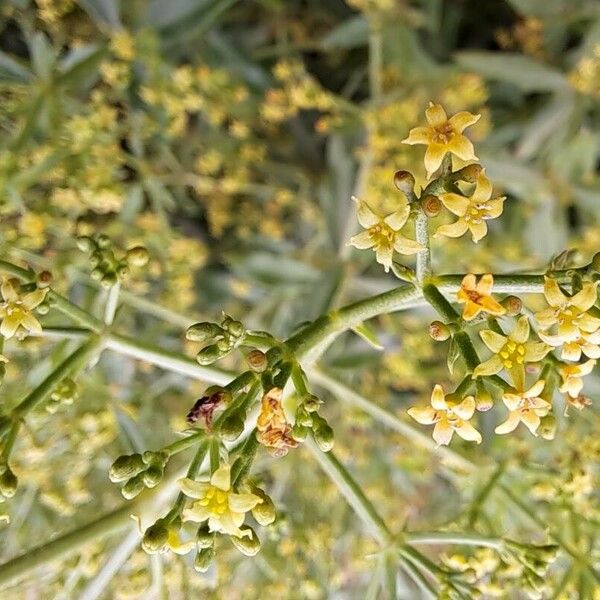 Rubia tinctorum Blomst