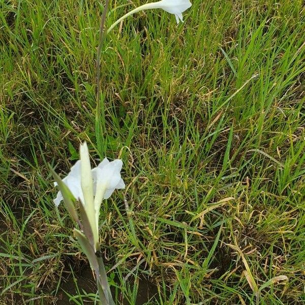 Gladiolus gunnisii Λουλούδι