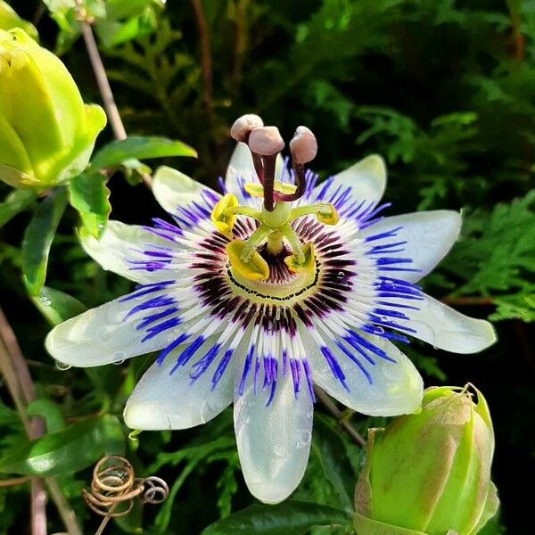 Passiflora caerulea Цвят