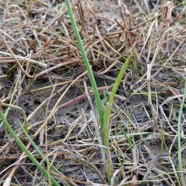 Juncus heterophyllus ശീലം