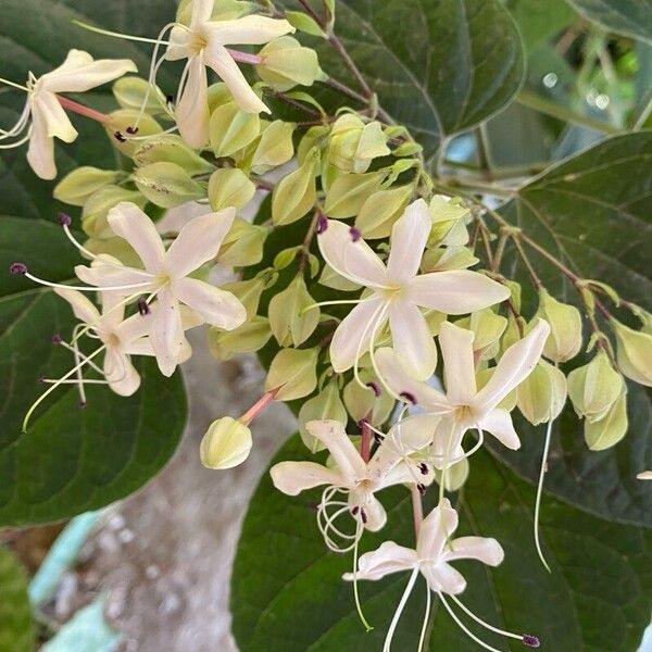 Clerodendrum trichotomum Çiçek