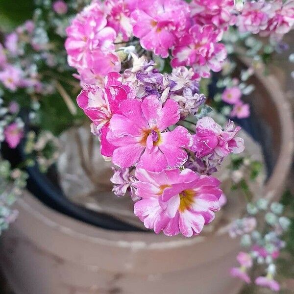 Primula sieboldii Lorea