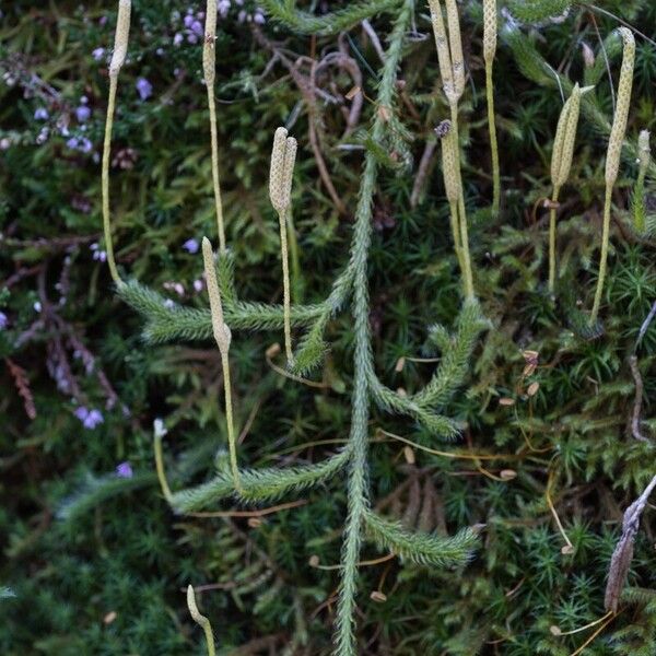 Lycopodium clavatum Λουλούδι