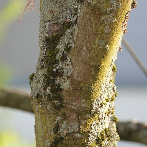 Acer tataricum Rinde