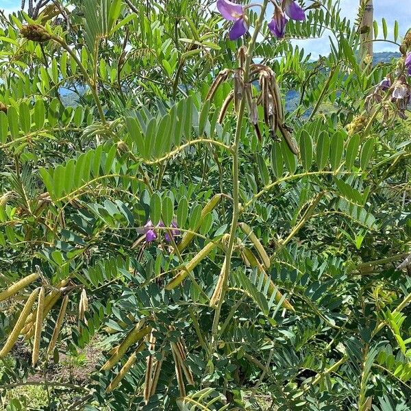 Tephrosia vogelii Blad