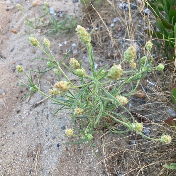 Plantago indica Fiore