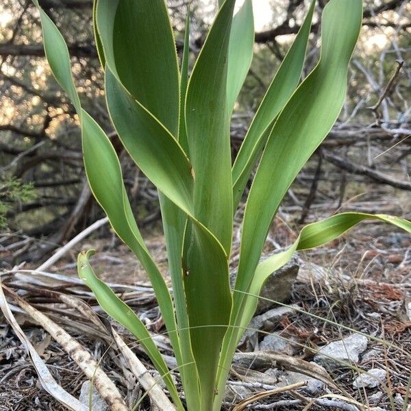 Yucca rupicola पत्ता