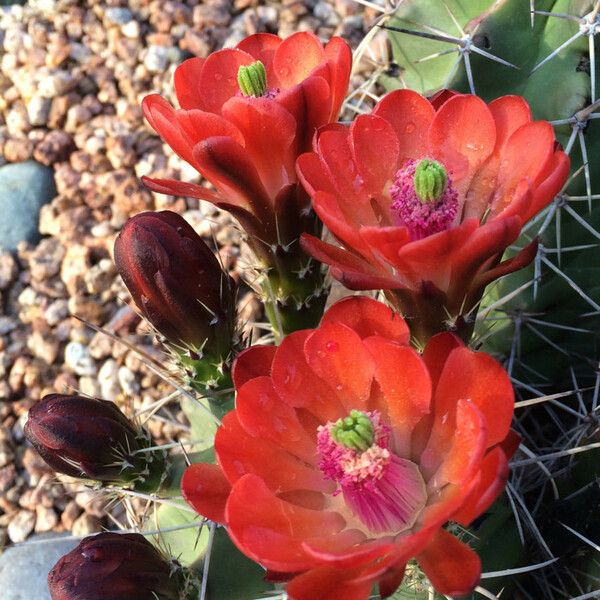 Echinocereus triglochidiatus फूल