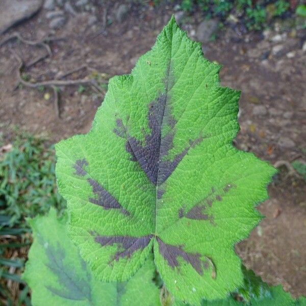 Rubus alceifolius Lehti