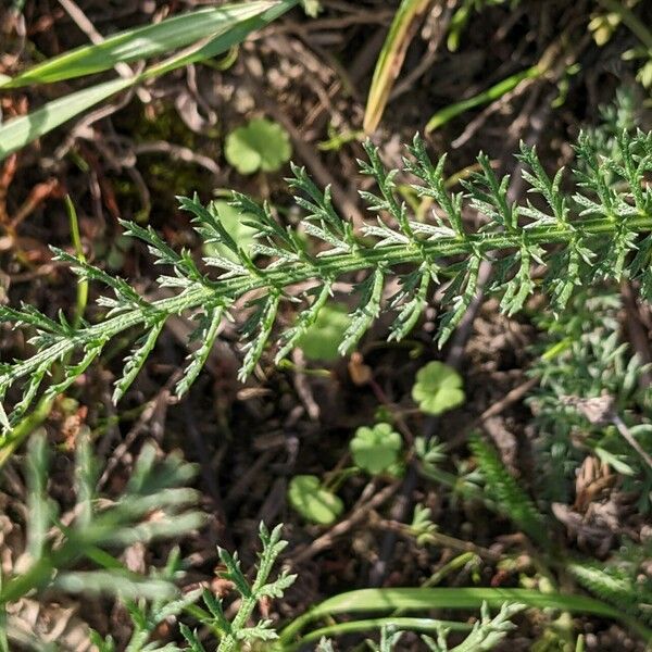 Achillea millefolium Ліст