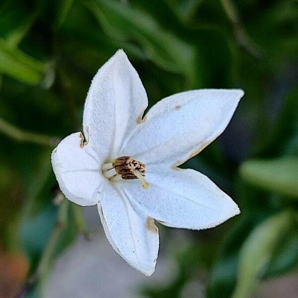 Solanum laxum Flor