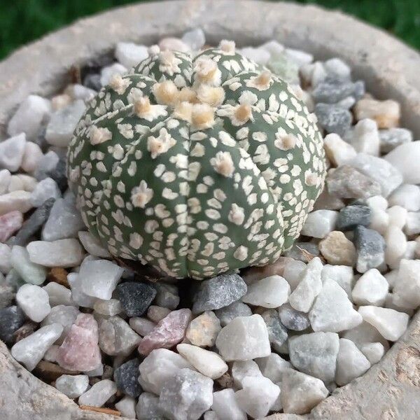 Astrophytum asterias Φύλλο