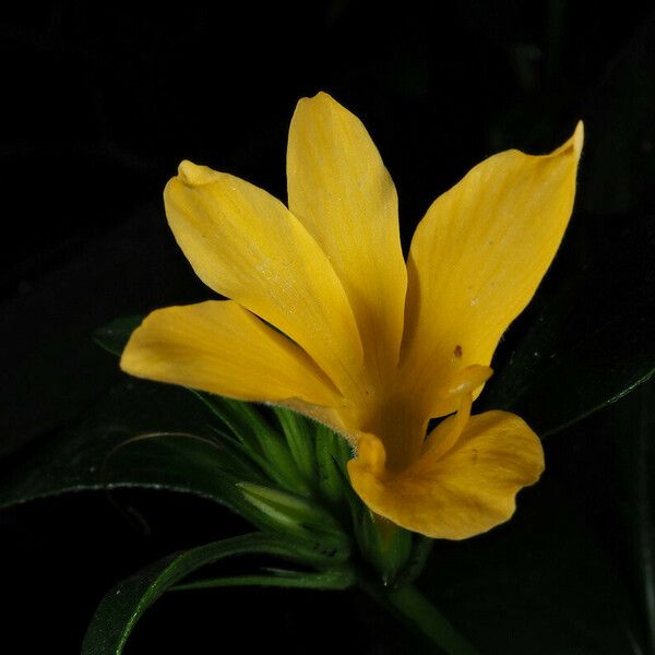 Barleria prionitis Flor