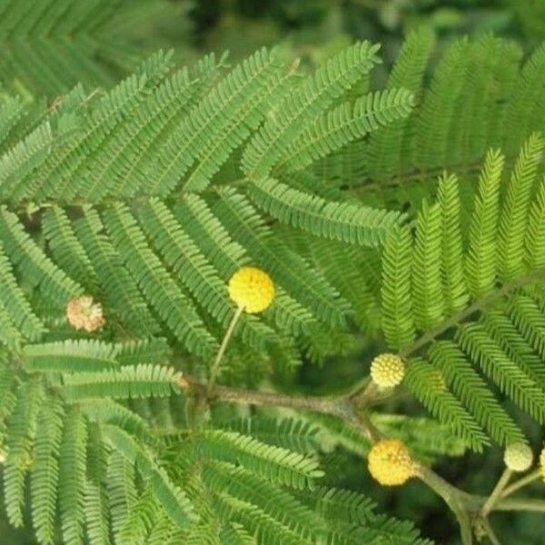 Vachellia macracantha Flower