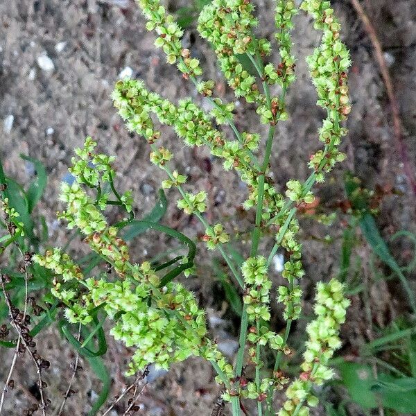 Rumex acetosella Λουλούδι