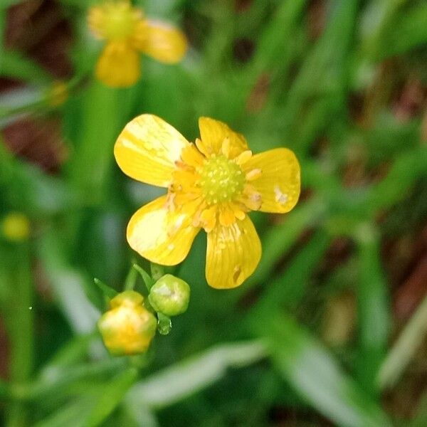 Ranunculus flammula 花