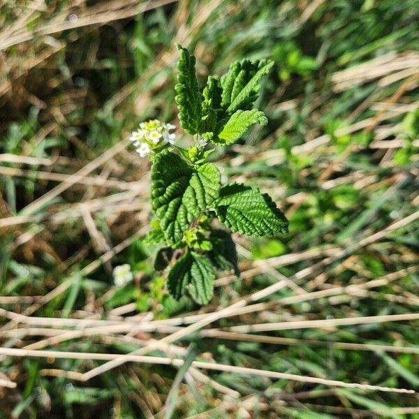 Lippia javanica List