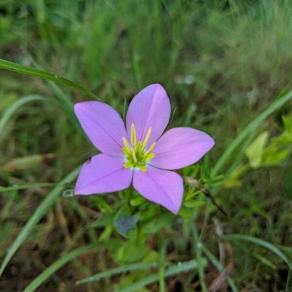 Sabatia campestris 花