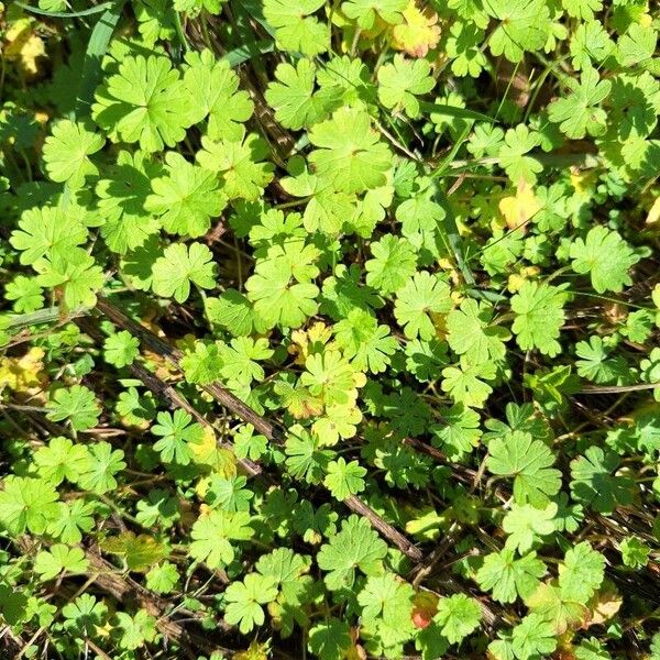 Geranium rotundifolium Frunză