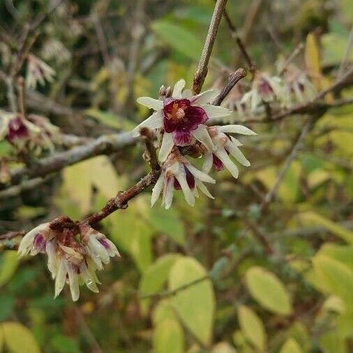 Chimonanthus praecox Floare