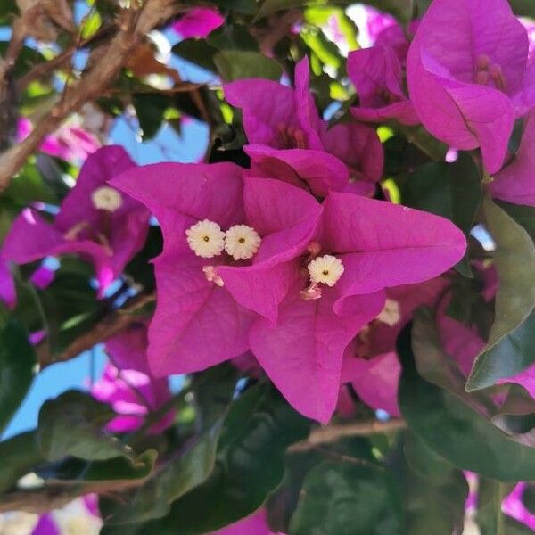 Bougainvillea spectabilis Цветок