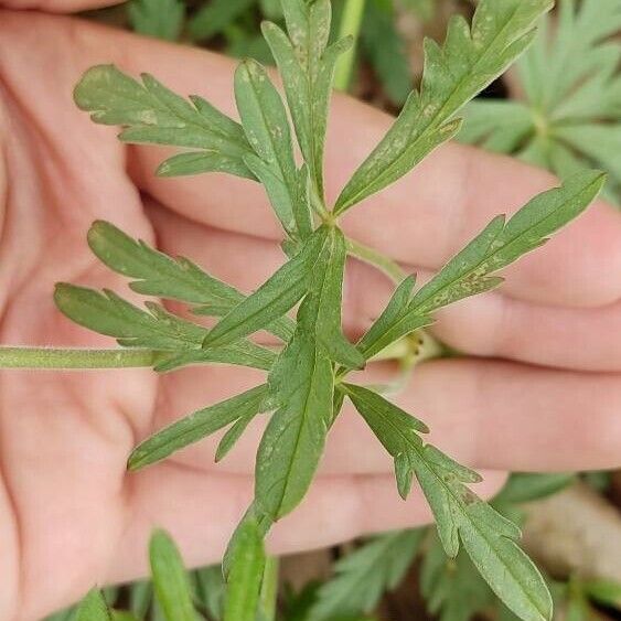 Geranium tuberosum Fuelha