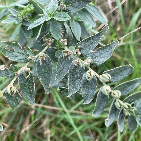 Lithospermum officinale Leaf