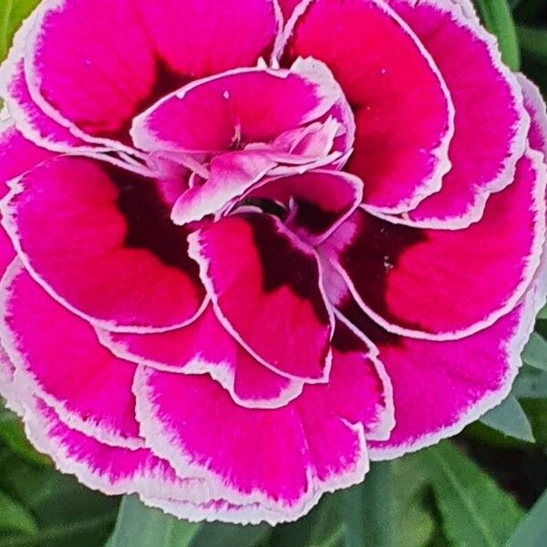 Dianthus caryophyllus Blomma