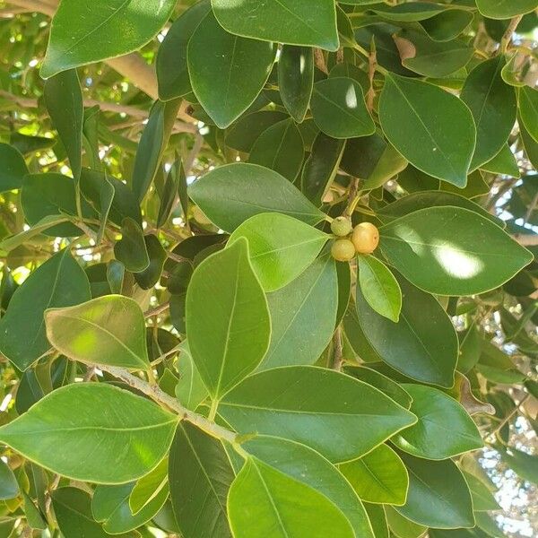 Ficus rubiginosa برگ