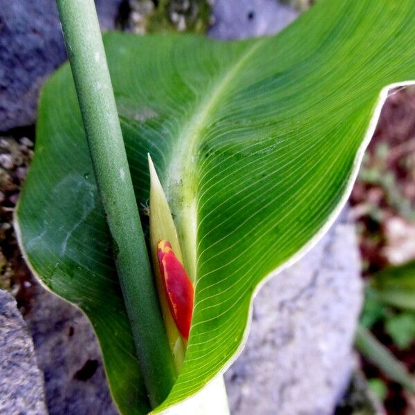 Canna indica Flor