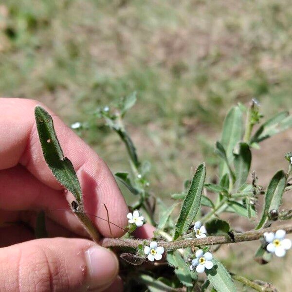 Lappula squarrosa Folha