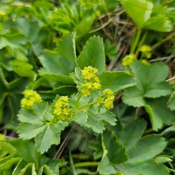 Alchemilla monticola Flower