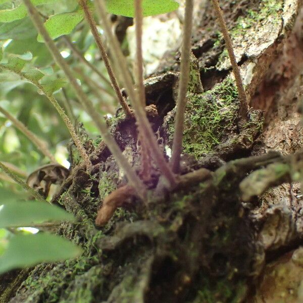 Pleopeltis polypodioides Bark