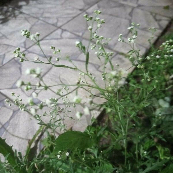 Parthenium hysterophorus Fleur