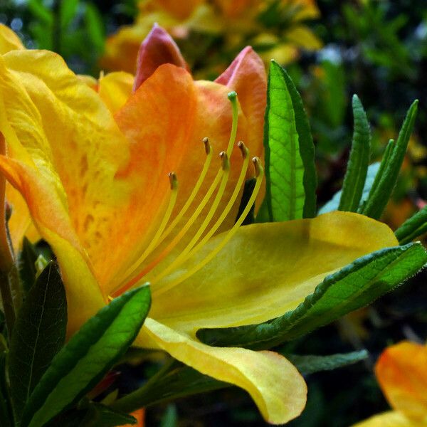 Rhododendron japonicum Flower