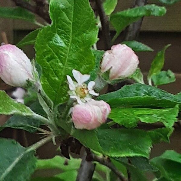 Malus domestica Flower