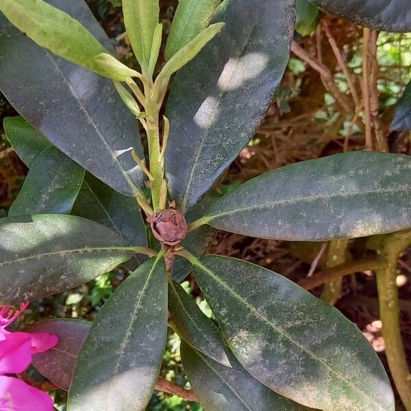 Rhododendron spp. Leaf