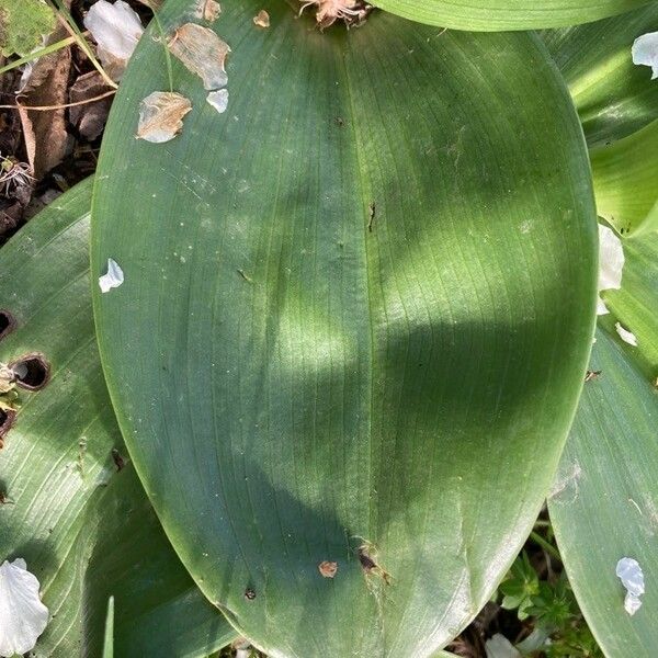 Himantoglossum robertianum 葉