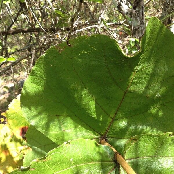 Coccoloba pubescens Blad