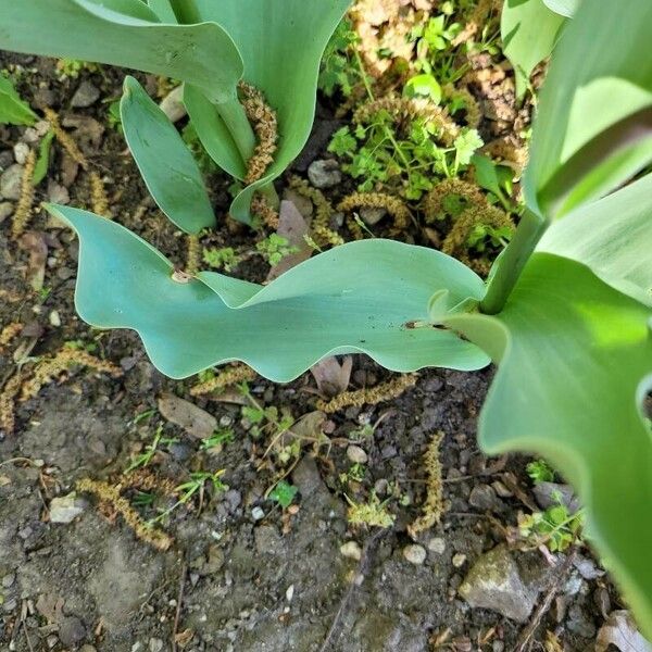 Tulipa didieri Blad