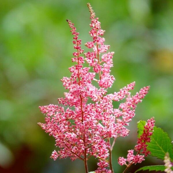 Astilbe japonica Flower