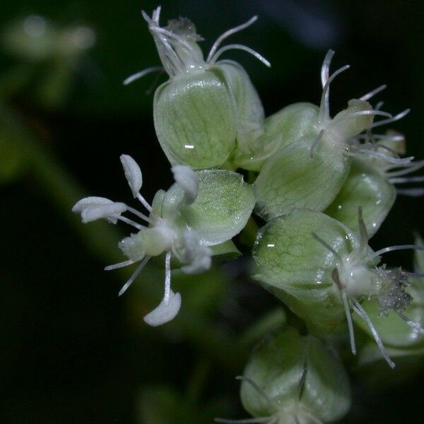 Trichostigma octandrum Kvet