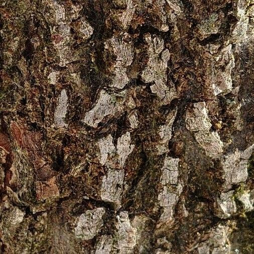 Diospyros kaki Bark